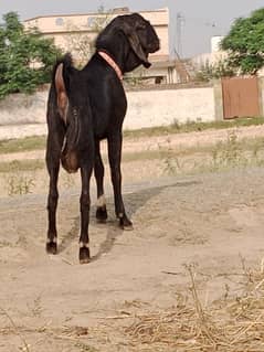 2 dant heavy weight Black coler