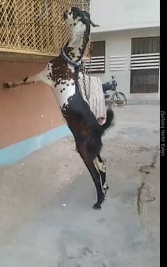 qurbani wala 2 dant bakra