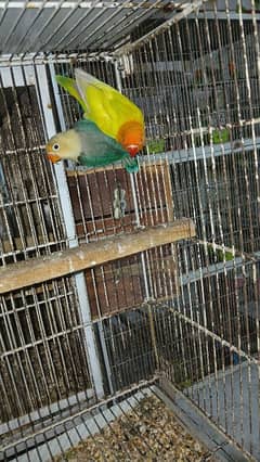 Green palefallow female parblue split OPALINE split palefallow