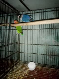 love birds breeder fair