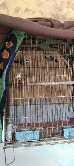 argent sale java pair