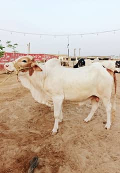 Gulabi Ablak Bachra (Bull)