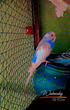 Parrots