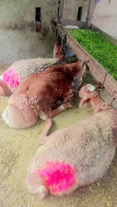 dumba and sheep for sale