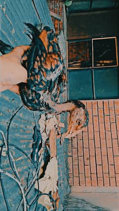 NAYAB SINDHI ASEEL CHICKS AND BREEDERS Read Full Add