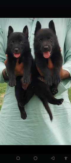 black German Shepherd heavy bone mark structure fear for sale