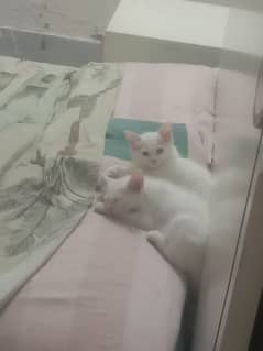 persian cat kids