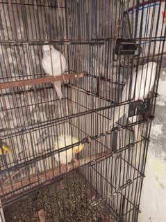 Urgent sale Eno Red Eyes Cockatiel