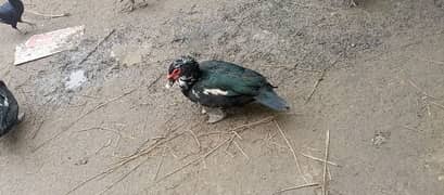 Rasian ducks