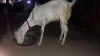 Bakra