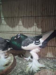 Pigeon