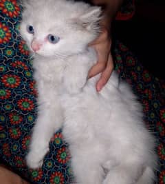double coated colour white