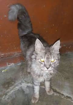 Male Persian Cat
