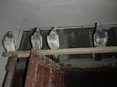 School Waly, Lal pari & Rampori cros,Teddy & Johnsara Croos