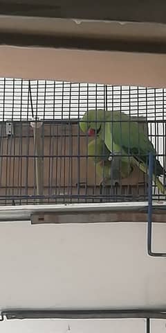 ringneck