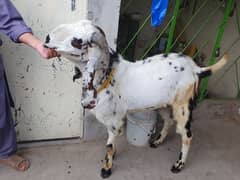 desi bakra for urgent sale