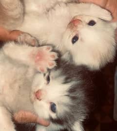 2 months cat