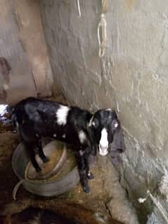 female goats ha. 2.