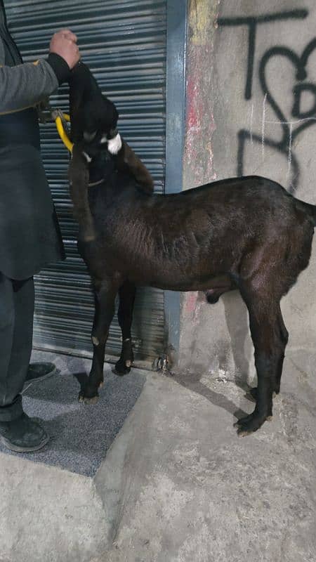 Betal bread with 2 female kids nagra Bakra 4 dant qurbani k Lia sale 2