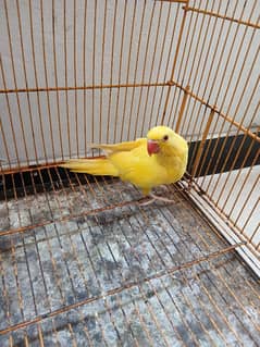 Yellow Ringneck