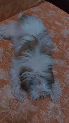 shitzu puppy 3 months for sale female