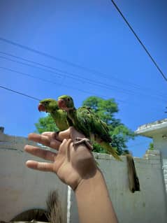 Green Parrot Chick