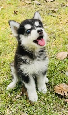 Microchipped Blue Eyes Siberian Husky Pup