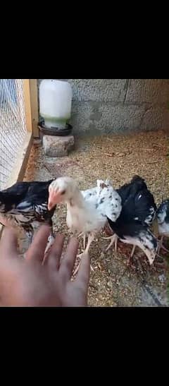 Aseel chiks for sale