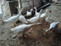 Duks