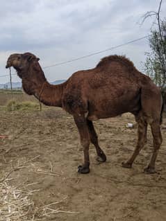 Camel for Qurbani