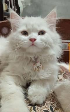 female kittens for sale