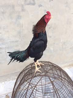 Aseel lasani murga