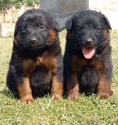German shepherd puppies for sale