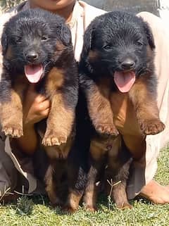 German Shepherd puppies for sale