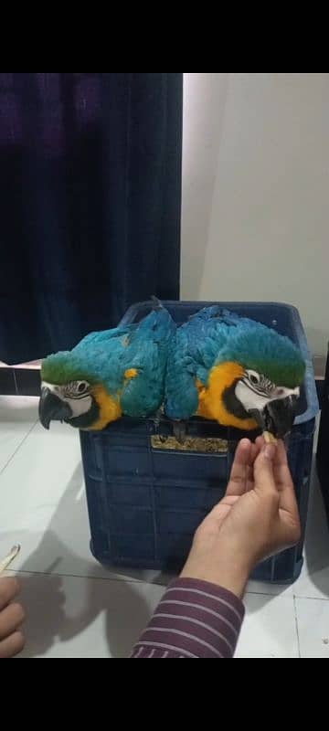 All birds pin feather self Available 03126945780 11