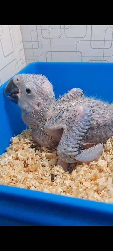 All birds pin feather self Available 03126945780 13