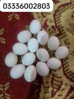 bantum eggs