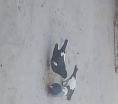 silver khal pair