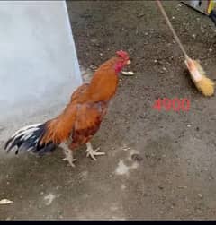 ASEEL MURGA,ASEEL CHICKs ,Desi chicks,  Desi hen,fancy hen for sale