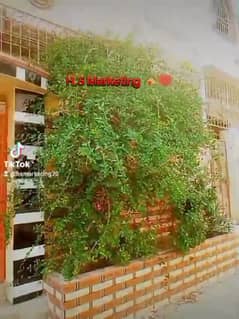 SECTOR 4/A BRAND NEW UNTOUCHED GROUND PLUS ONE HOUSE SURJANI TOWN