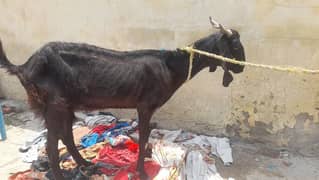 bakri sath 2 mah ka bacha for sale