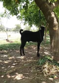 Qurbani