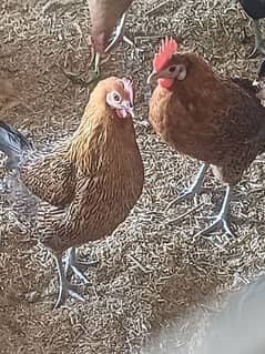 HEN FOR SALE IN QUANTITY