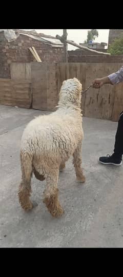 Chatra for Sale