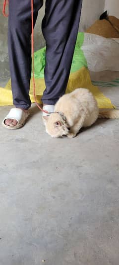 persain cat