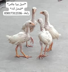 Aseel