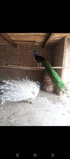 Black shoulders peacock pair and white peacock pair