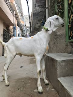 Pair of goat for sale