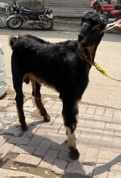 2 daant bakra  meat weight 30 kg