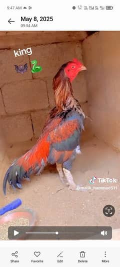 pure aseel patha for sale